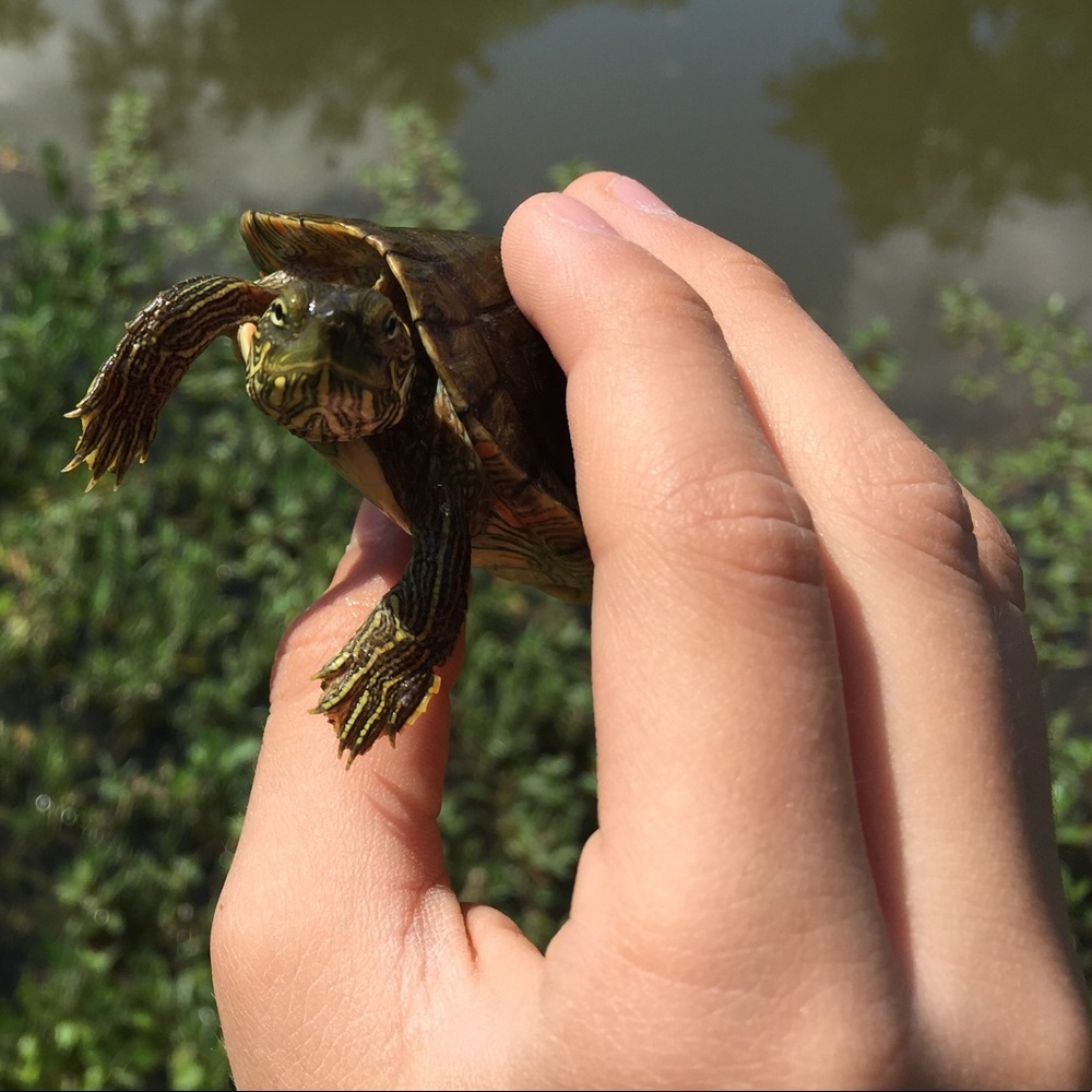 Returning Raphael back home👨‍👦😅☺️🐢🌅